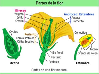 Informe Laboratorio# 4: «Flores» – Biologia Vegetal II